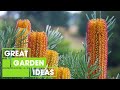 Australian Native Flowers | GARDEN | Great Home Ideas