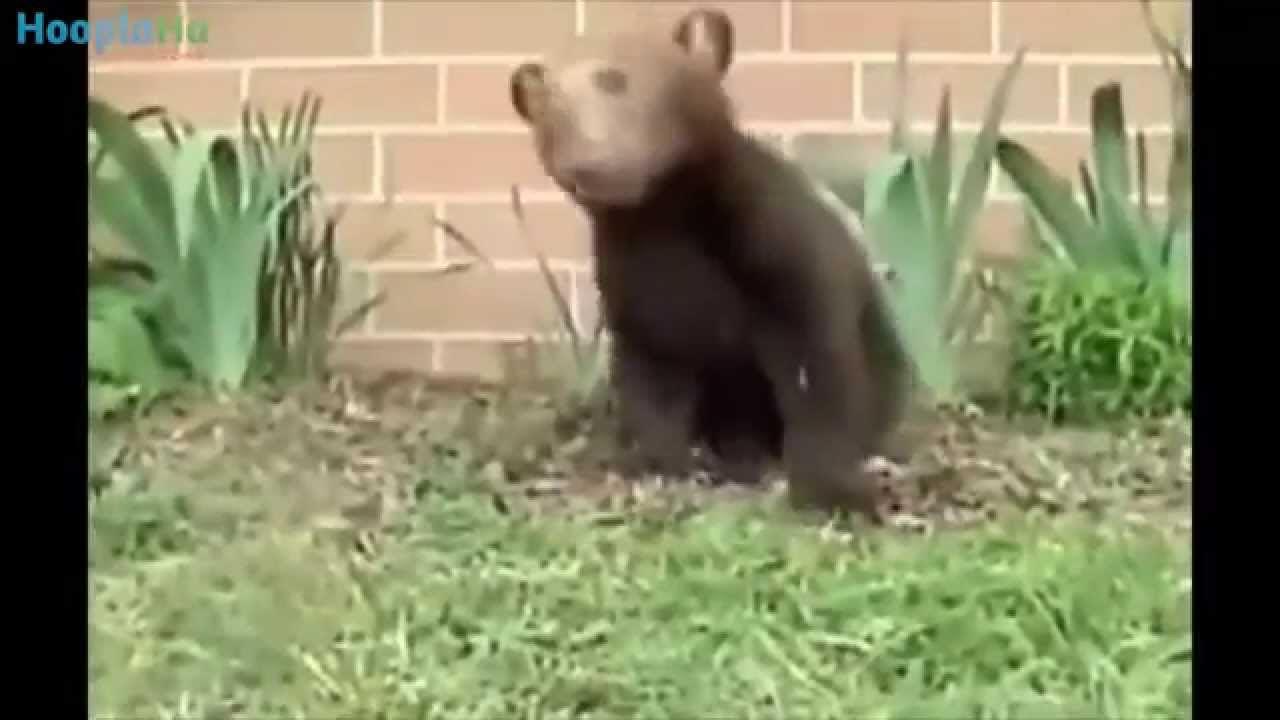 Видео смешной мишка. Видео смешной мишка