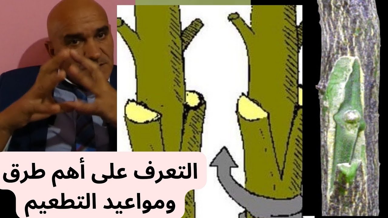 التعرف على أهم طرق ومواعيد التطعيم #قناة_الظهرة_الفلاحية