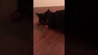 Лучшее мясо для котенка Мейн-куна Приучаем котенка Мейн-куна к мясу. Accustom kitten to meat. Лучшее мясо для котенка Мейн-куна Приучаем котенка Мейн-куна к мясу. Accustom kitten to meat.