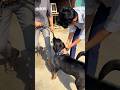 Don’t touch this, my brother || #rottweiler #viral #dog #shorts ￼