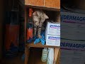 Мамин помошник))#животные#cat #bengal#kitten