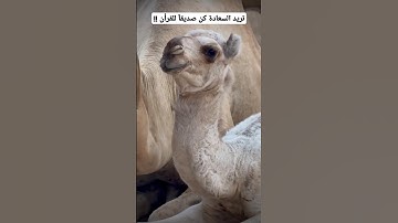 تلاوة مطمئنة #youtube