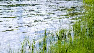 Serene Lakeside View Focus 10 Hours