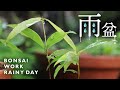 雨の日の盆栽作業 カシの木の植え替え 【Bonsai diary 盆栽日記 9/11】種まき 初心者の簡単盆栽、園芸の作り方 やり方 ドングリ eos R5