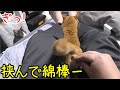 発情期の猫達、一日家を空けてたせいかそこら中にスプレーしていた…それはそうとめっちゃ甘えてきた