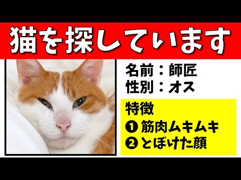 【悲報】先住猫、行方不明になる【関西弁でしゃべる猫】