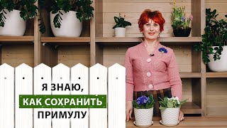 Как ухаживать за примулой до высадки в открытый грунт