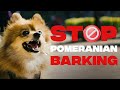 How to Train YOUR Pomeranian Puppy Not to Bark の動画、YouTube動画。