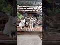 久しぶりのドッグラン🐾#shorts