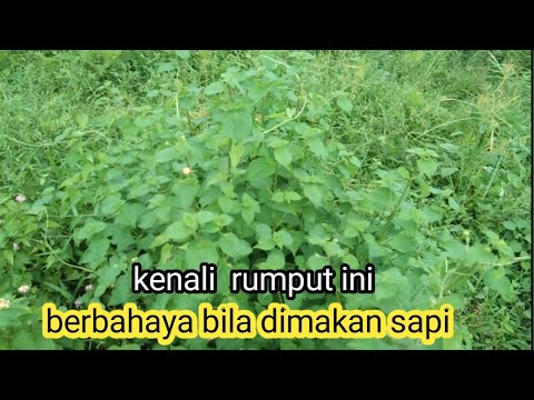 Video: Rumput rawa: foto dan deskripsi. Rumput Rawa Beracun