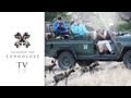 Wild Dogs Attack Honey Badgers - Londolozi