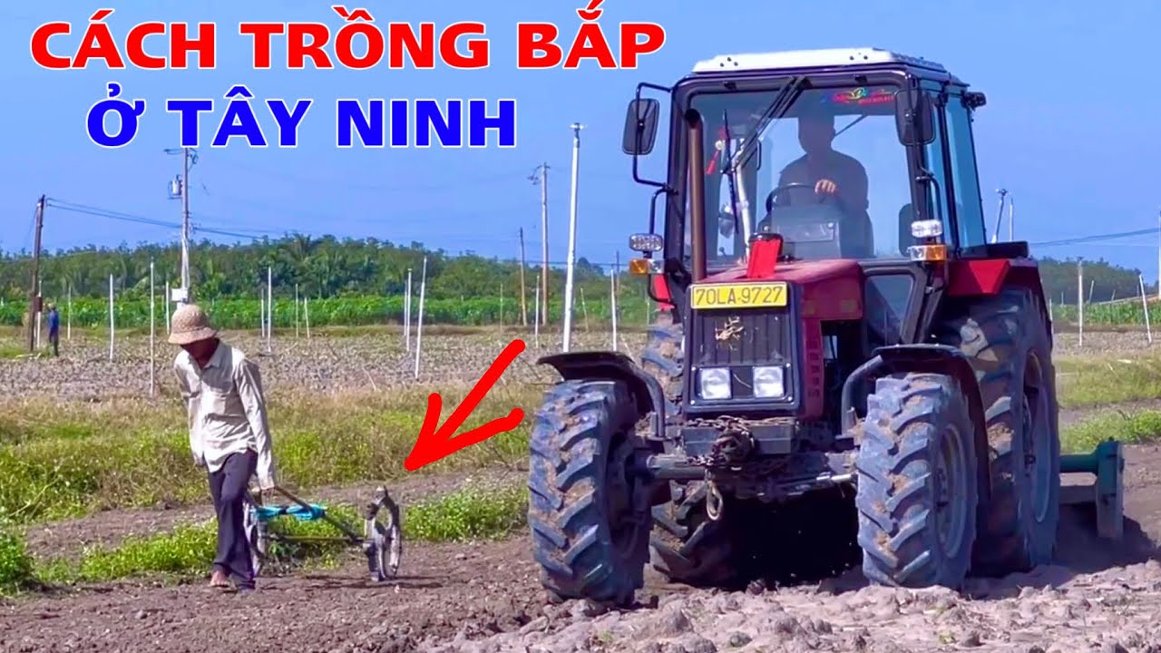 Đây là cách mà anh em tây ninh trồng bắp