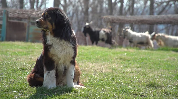 Using Guardian Dogs to Protect Farm Animals