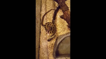 Timelapse snake eating mouse#1