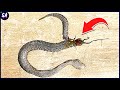 10 Veces Que Las Serpientes Se Metieron Con El Oponente Equivocado #2