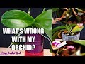 Orchid Care for Beginners - Phalaenopsis problems | How to spot, treat & prevent!