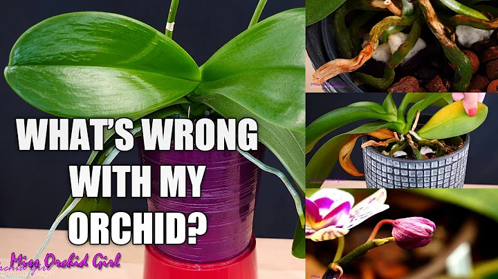 Orchid Care for Beginners - Phalaenopsis problems | How to spot, treat & prevent! - DayDayNews