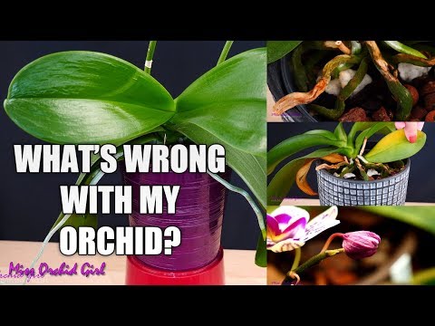 Video: Vad är en Oncidium Orchid: Information om Oncidium Orchid Care