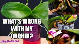 Orchid Care for Beginners  Phalaenopsis problems | How to spot, treat & prevent!
