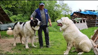 Câine de 7 luni jumate URIAȘ | Câinii ciobănești de BUCOVINA ai lui Neluțu din BREAZA Bistrița 2021