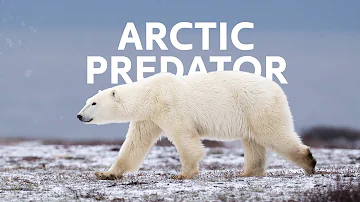 Polar Bears: A Close Encounter Of Survival In The Arctic  | Polar Bear Documentary