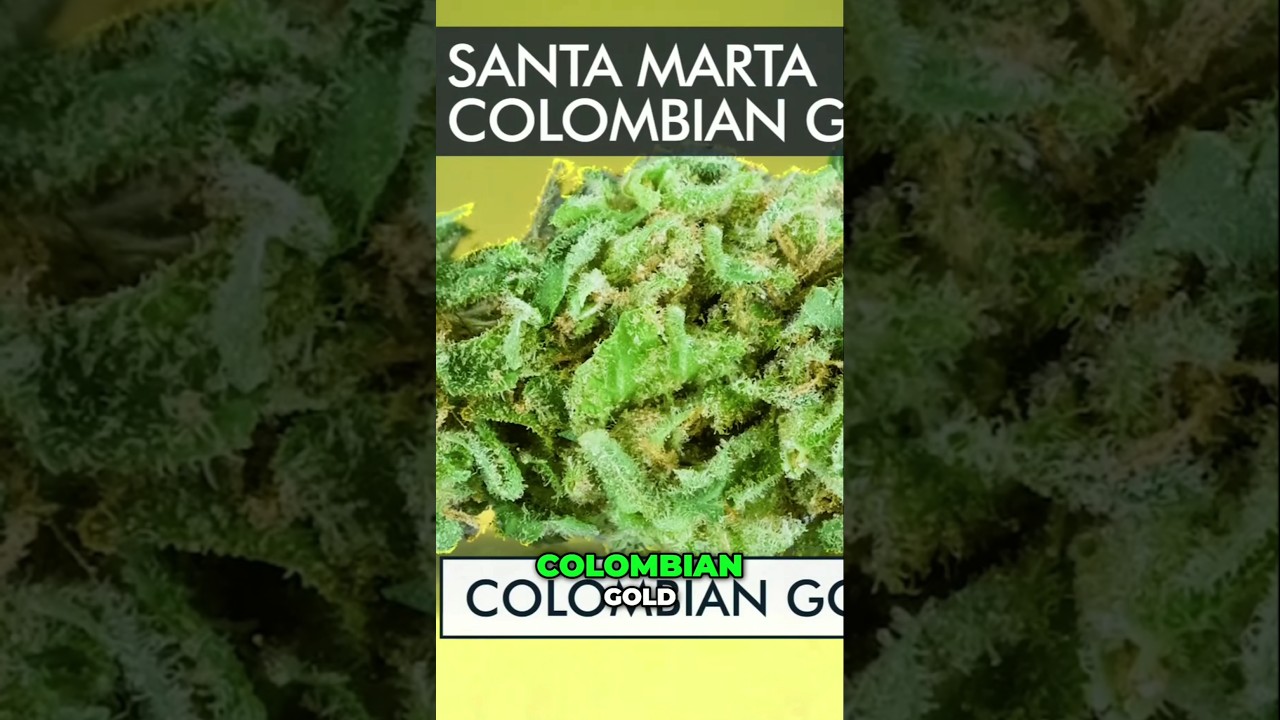 Santa Marta Colombian Gold: The Legendary Landrace No One Can Finish    