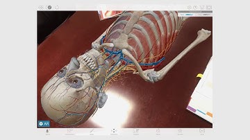 Using Augmented Reality Mode | Human Anatomy Atlas | 2019.1