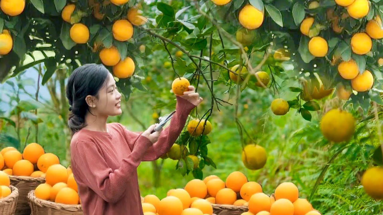 Harvest Lots of Oranges, Cook Jam for Breakfast, Make Juice for Refreshment