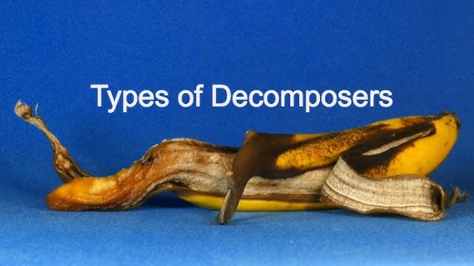 Types of Decomposers - YouTube