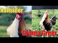 Lets Visit The Halfsider Of Granja Greer