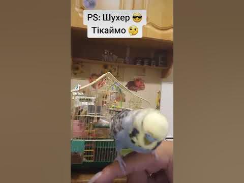 Джентельмени удачі 😎 #music - YouTube