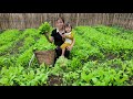 Harvesting green vegetables from the garden to sell at the market  instant noodles simple lunch