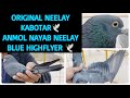 Original neelay kabotar  nayab aur anmol neelay  vlogger pigeons star  shahzad qureshi