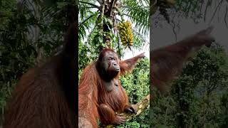 Ape Malaysia Vlog | Vlogging #ape #apechain #monkey #shorts #viral #vlogging #vlogger