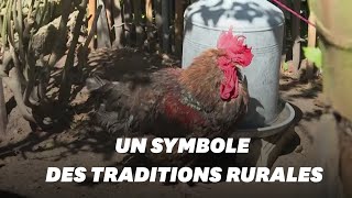Le coq Maurice, symbole de la ruralité, est mort