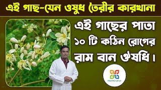 Download Lagu এটি গাছ নয়, ওষুধ তৈরির কারখানা। আধুনিক চিকিৎসা থেকে যেন আরও এগিয়ে।health benefits of moringa leaf. MP3 Download Lagu এটি গাছ নয়, ওষুধ তৈরির কারখানা। আধুনিক চিকিৎসা থেকে যেন আরও এগিয়ে।health benefits of moringa leaf. MP3