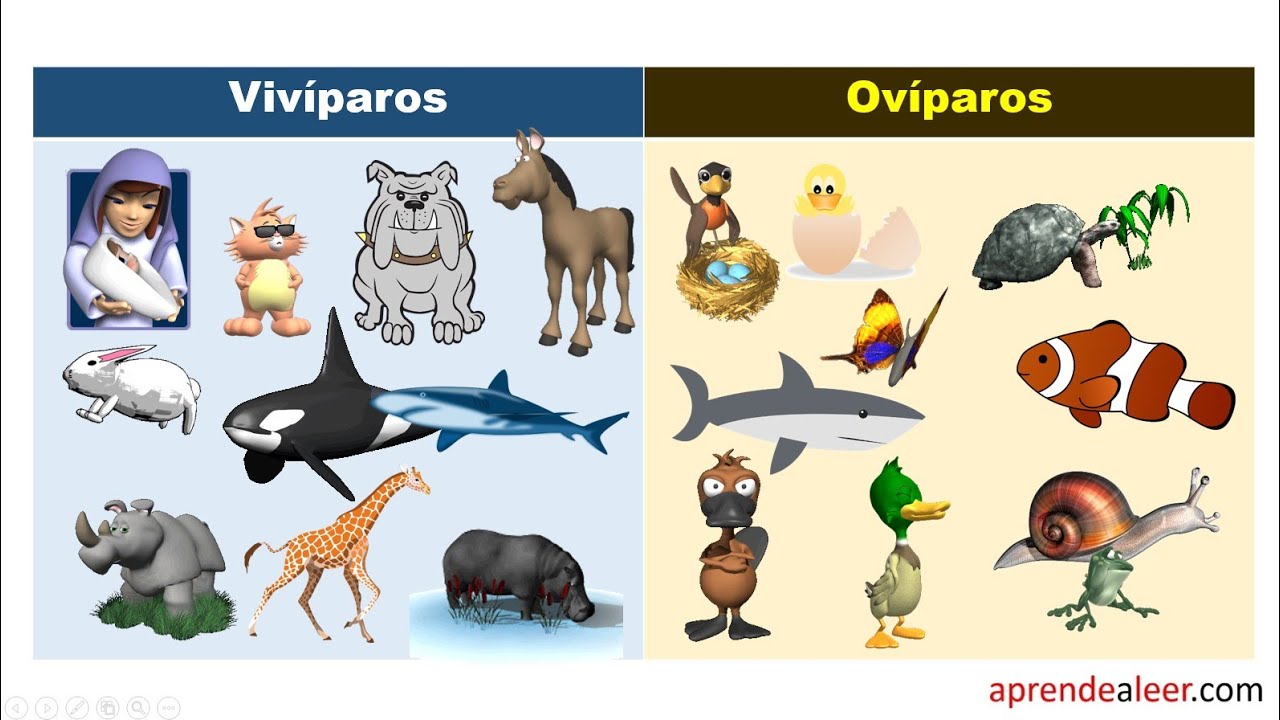 Los tiburones son oviparos o viviparos