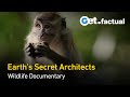 Wild Workers: Nature’s Unseen Engineers | Full Wildlife Documentary