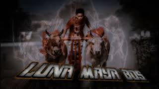 sapi luna maya bos story wa kerapan sapi