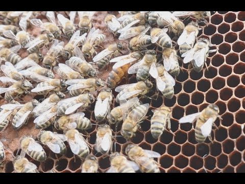Ana Arı Nasıl Anlaşılır ve Anayı Bulmanın Kolay Yolu