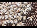 Ana Arı Nasıl Anlaşılır ve Anayı Bulmanın Kolay Yolu