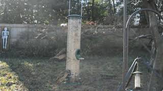 ABY 036 No Room on the Perch - CatTV - Videos for Cats - Sparrow, Bird Feeder, Bird Watcher by Andy's Back Yard 111 views 1 year ago 8 minutes, 13 seconds