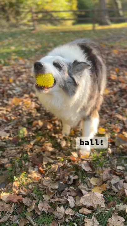 He doesn’t wanna chase it so she drops it and he grabs it for a chews lol #dogshorts #funny #audio