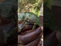 Zanzibar Kilosas Conservation Chameleons Africa Tanzania Africa Chameleons Zanzibar 
