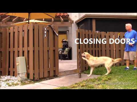 service-dog-training