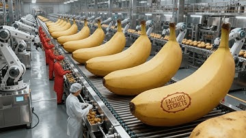 Inside the Mega Banana Factory: From Harvest to Pack – Processing 50 Tons Daily (Full Process)