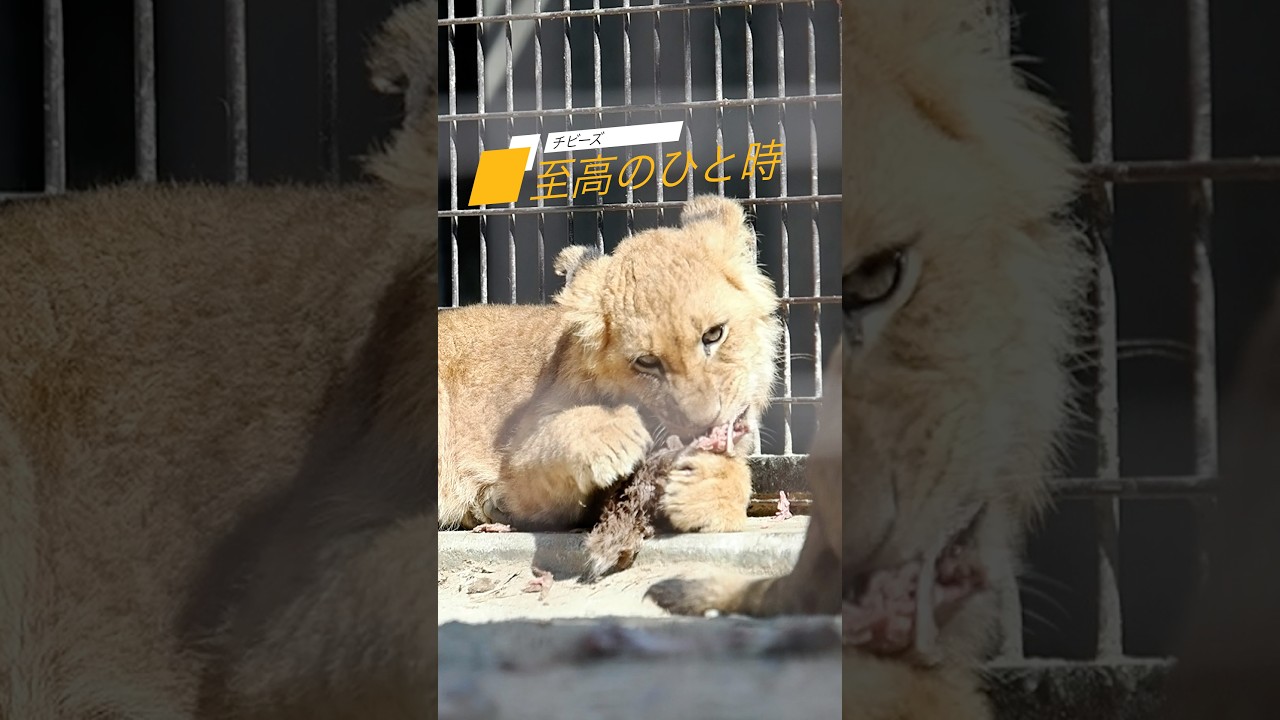 A supreme moment [meat battle] #NonHoiPark #triplets #lion #Earth