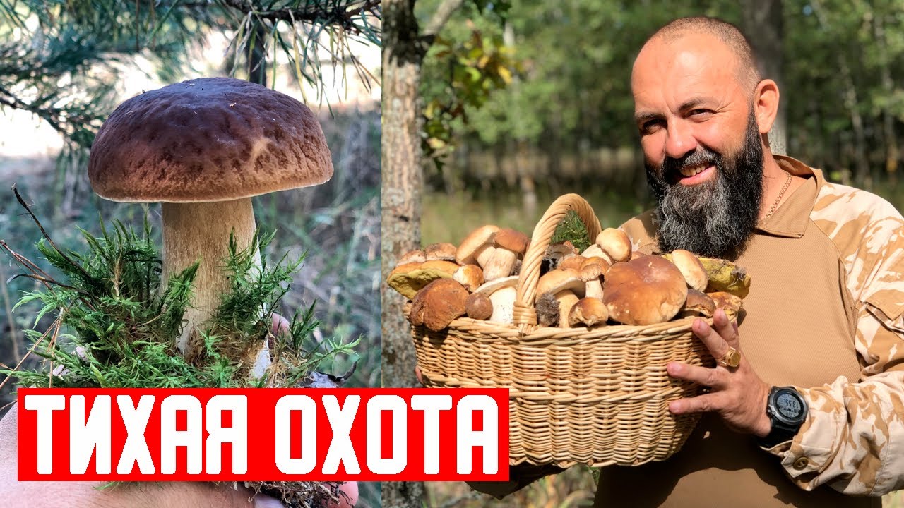 Тихая ОХОТА БЕЛЫЙ ГРИБ 24 часа в ЛЕСУ еда в походе  сбор грибов