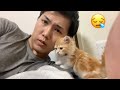 勝手に布団に入ってきて寝落ちする子猫(マンチカン)